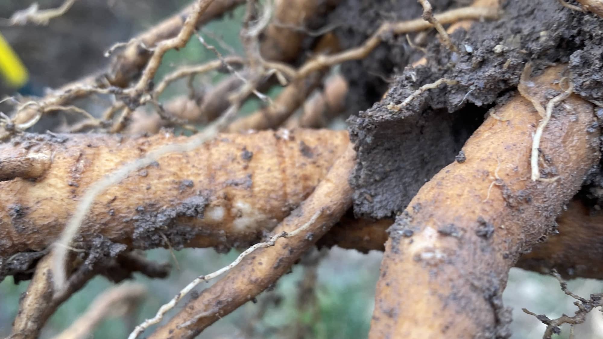 photo d'une racine d'ashwagandha