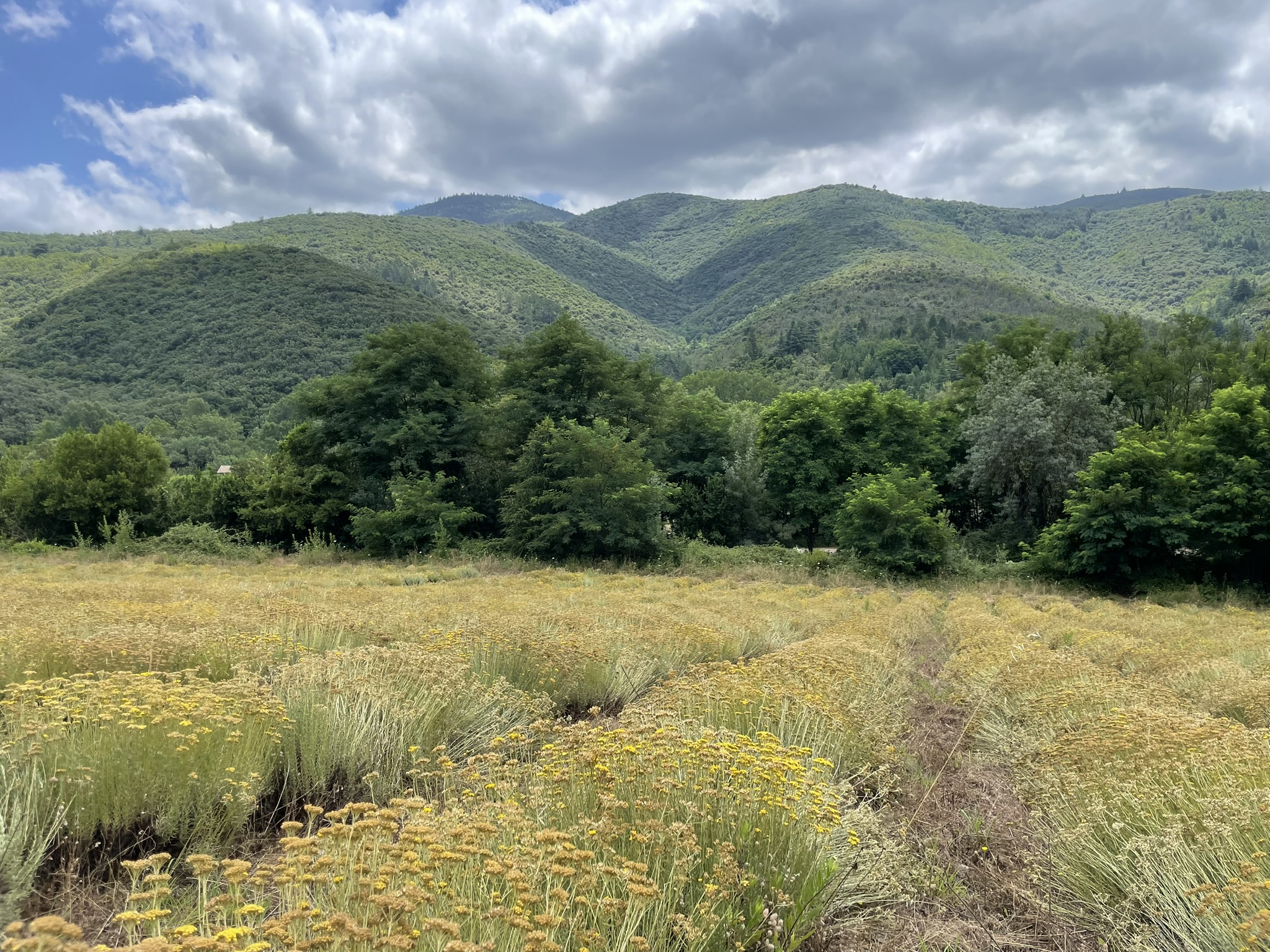 FLORA FEMINAE, production et transformation de plantes utilisées pour soulager les troubles féminins | Alcoolature