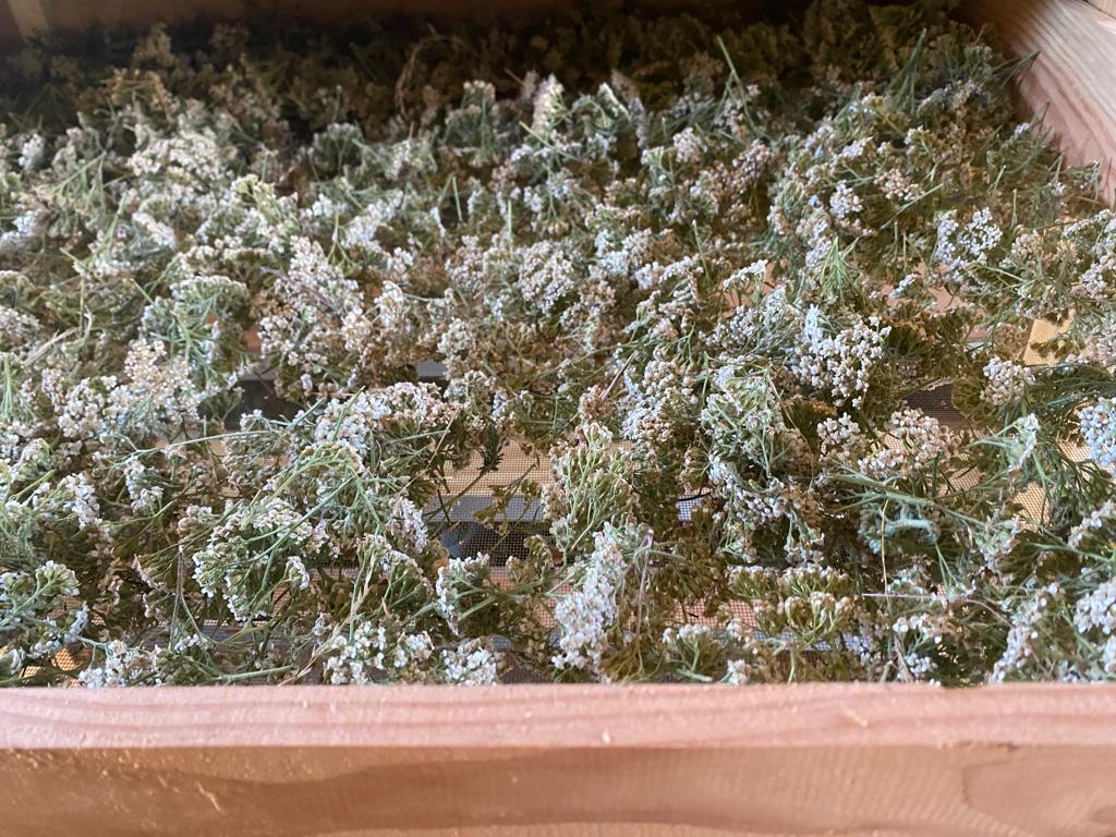 Achillée millefeuille – Image 4