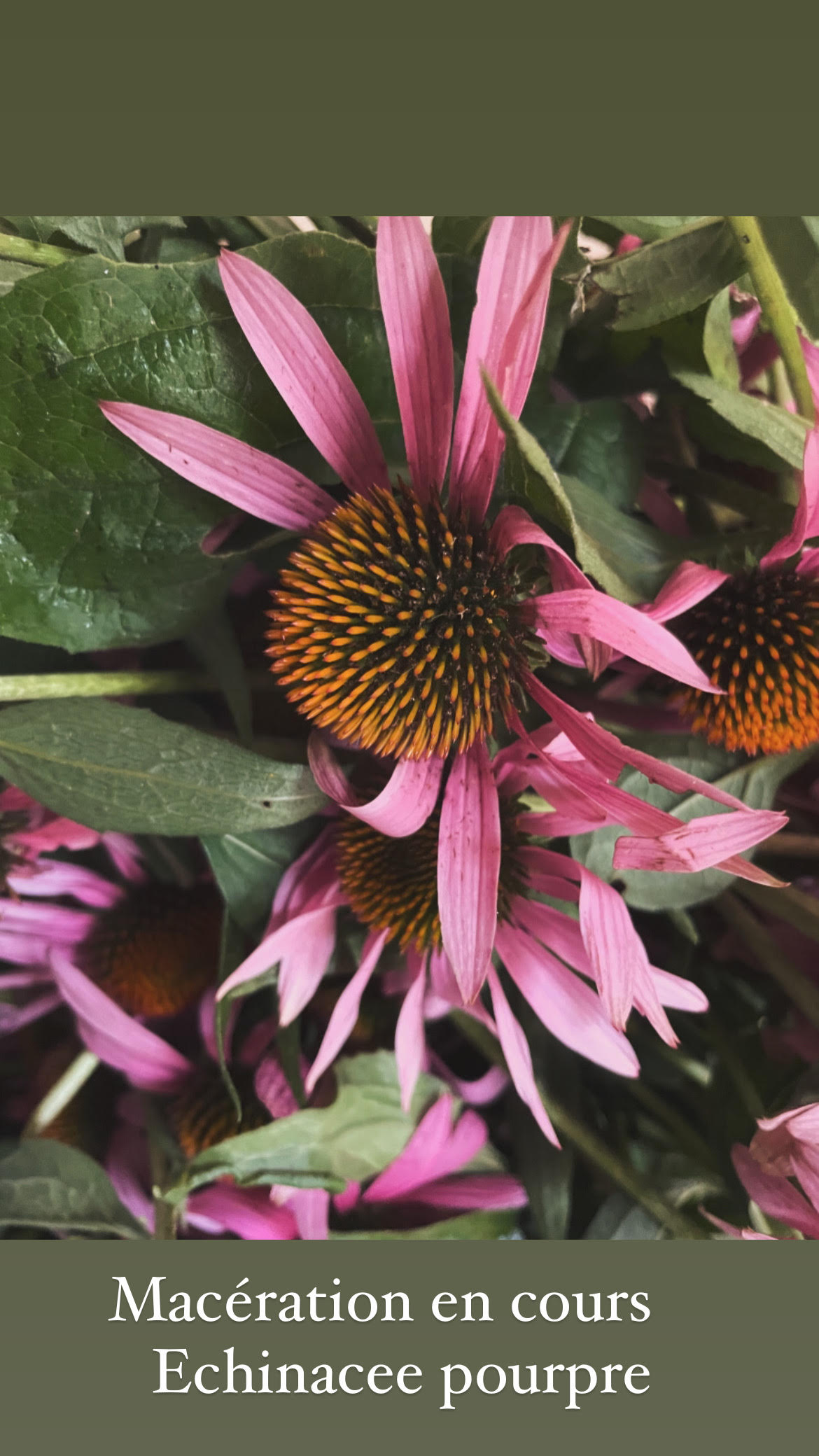 Echinacée pourpre – Image 2