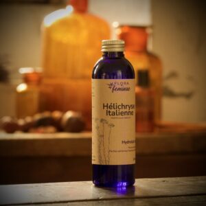 Hélichryse italienne